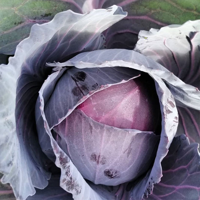 Red Express Cabbage (Brassica oleracea)