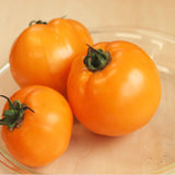 Mountain Gold Tomato, Standard (Slicing) Tomato (Lycopersicon esculentum)