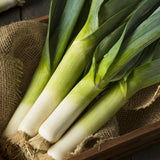 Giant Musselburg Leek (Allium porrum)