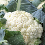 Self Blanche Cauliflower  (Brassica oleracea)