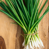 Evergreen Nebuka Onion, Bunching (Allium fistulosum)