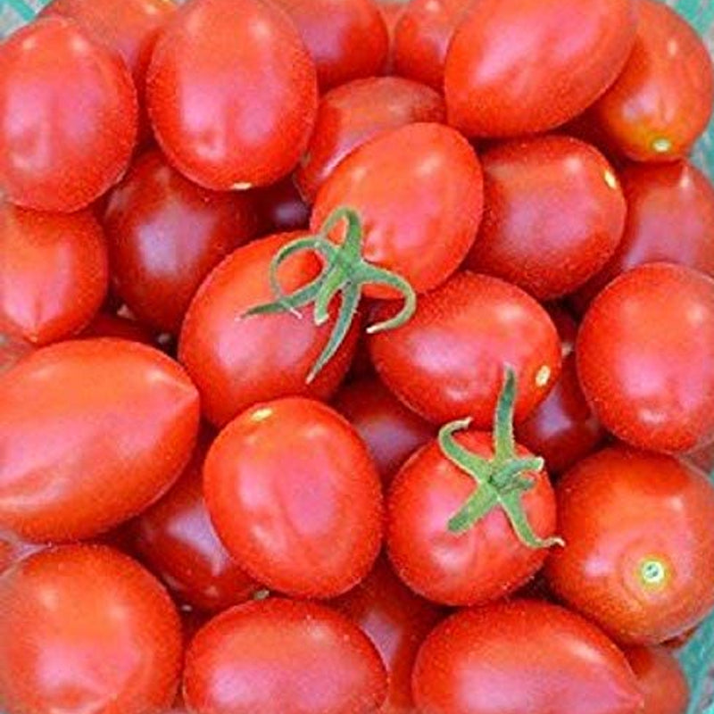 Uva Roja F1 Hybrid Tomato, Grape Tomato (Lycopersicon esculentum)