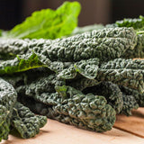 Tuscany Black Kale (Brassica oleracea)