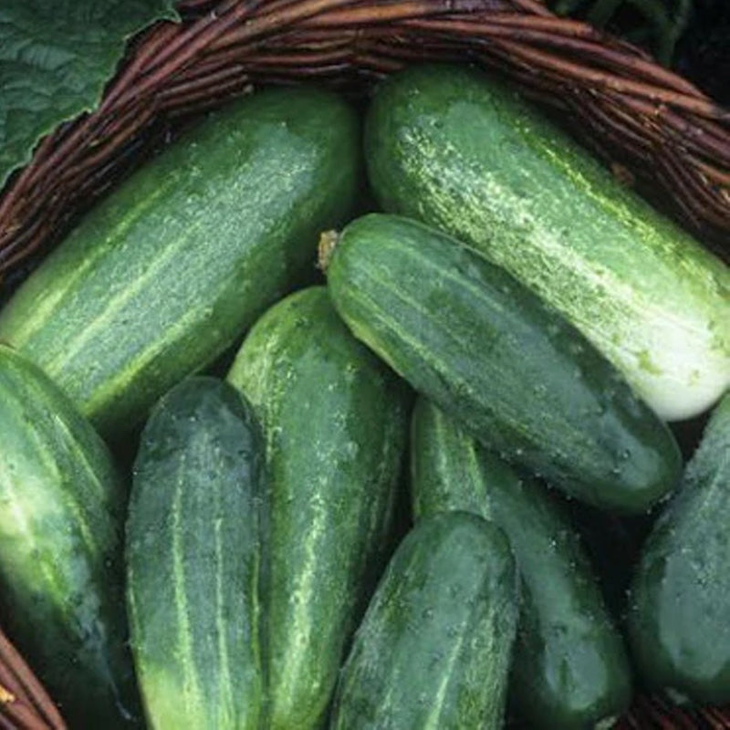 First Class Cucumber Pioneer F1 Cucumber, Hybrid (Cucumis sativus) – MySeedsCo