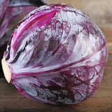 Red Acre Cabbage (Brassica oleracea)