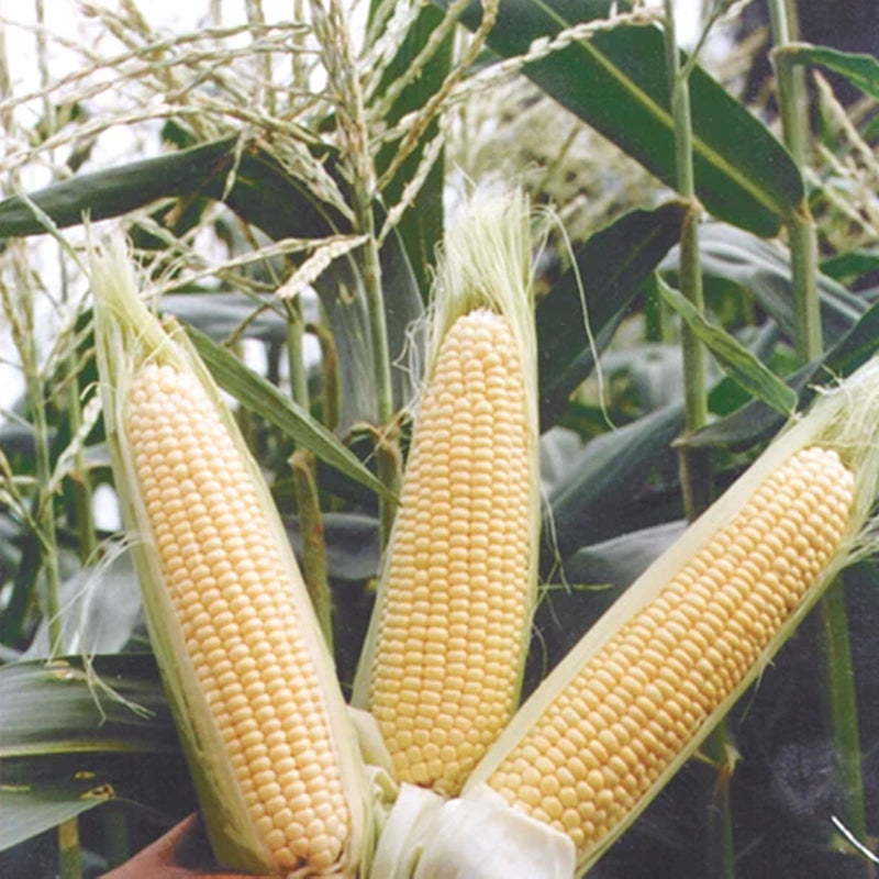 Sugar Buns R/M Hybrid Yellow Sweet Corn (SE) (Zea mays)