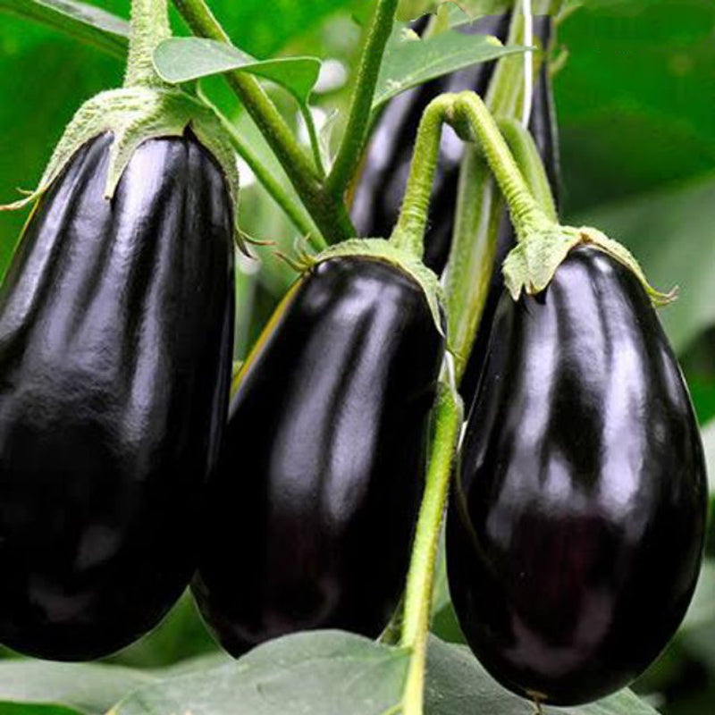 Black Beauty Eggplant (Solanum melongena)