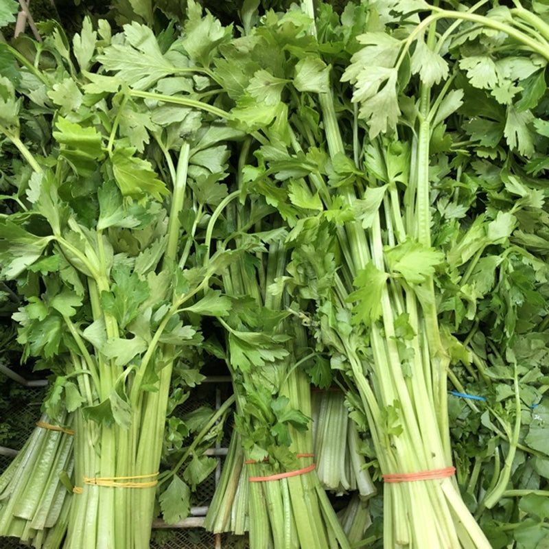 Chinese Celery  (Apium graveolens)