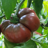 Black Krim, Standard (Slicing) Tomato (Lycopersicon esculentum)