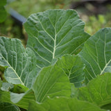 Vates Collard (Brassica oleracea)