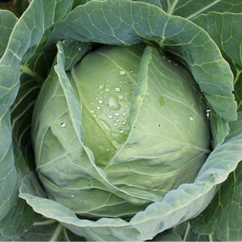 Early Round Dutch Cabbage (Brassica oleracea)