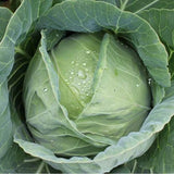 Early Round Dutch Cabbage (Brassica oleracea)