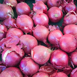 Red Creole Onion, Short-Day (Allium cepa)