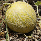 Rocky Ford Green Flesh Melon (Cucumis melo)