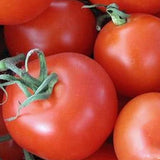 Homestead Tomato, Standard (Slicing) Tomato (Lycopersicon esculentum)