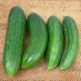 Long Green Improved Cucumber, Pickling (Cucumis sativus)