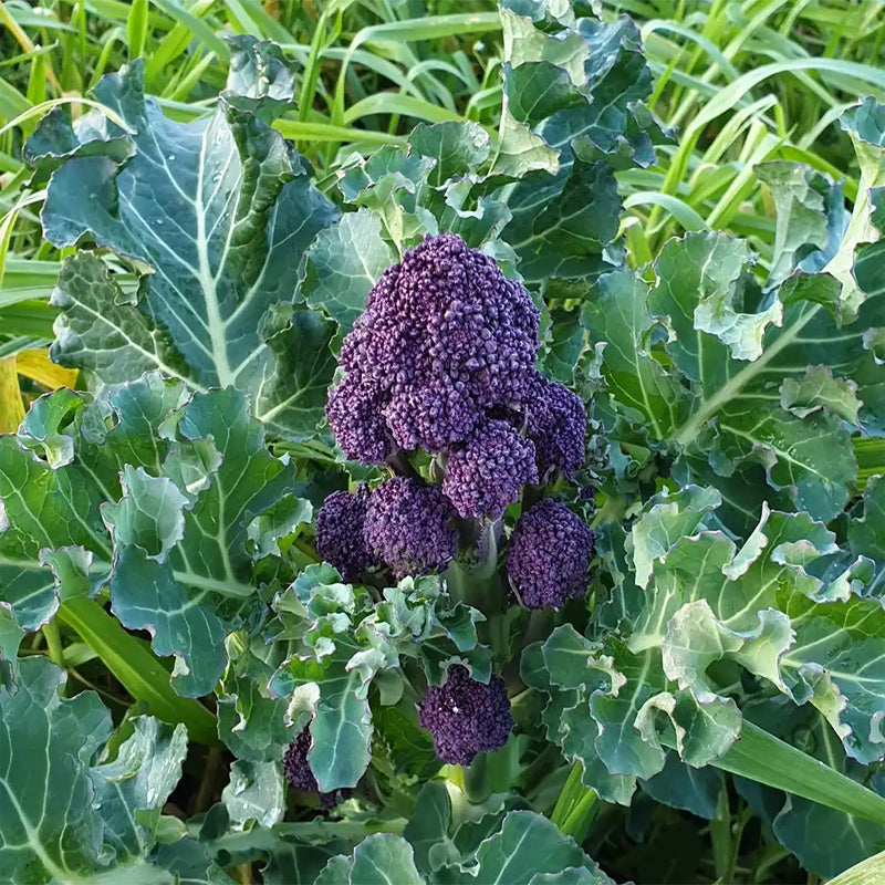 Purple Sprouting Broccoli  (Brassica oleracea)
