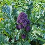 Purple Sprouting Broccoli (Brassica oleracea)