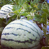 Dixie Queen Watermelon (Citrullus lanatus)