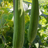 Luffa Sponge Gourd (Luffa cylindrica)