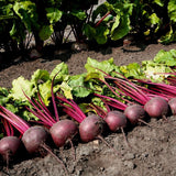 Bull's Blood Beet (Organic) (Beta vulgaris)