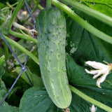 Straight Eight Cucumber, Slicing (Cucumis sativus)