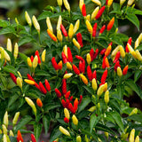 Tabasco Pepper, HOT (Capsicum annuum)
