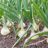 White Grano Onion, Short-Day (Allium cepa)