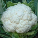 Self Blanche Cauliflower  (Brassica oleracea)