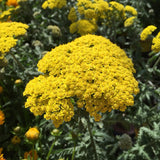 ACHILLEA filipendulina Gold Yarrow