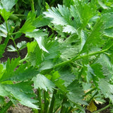 Chinese Celery (Apium graveolens)
