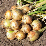 Yellow Sweet Spanish Onion, Long-Day (Allium cepa)