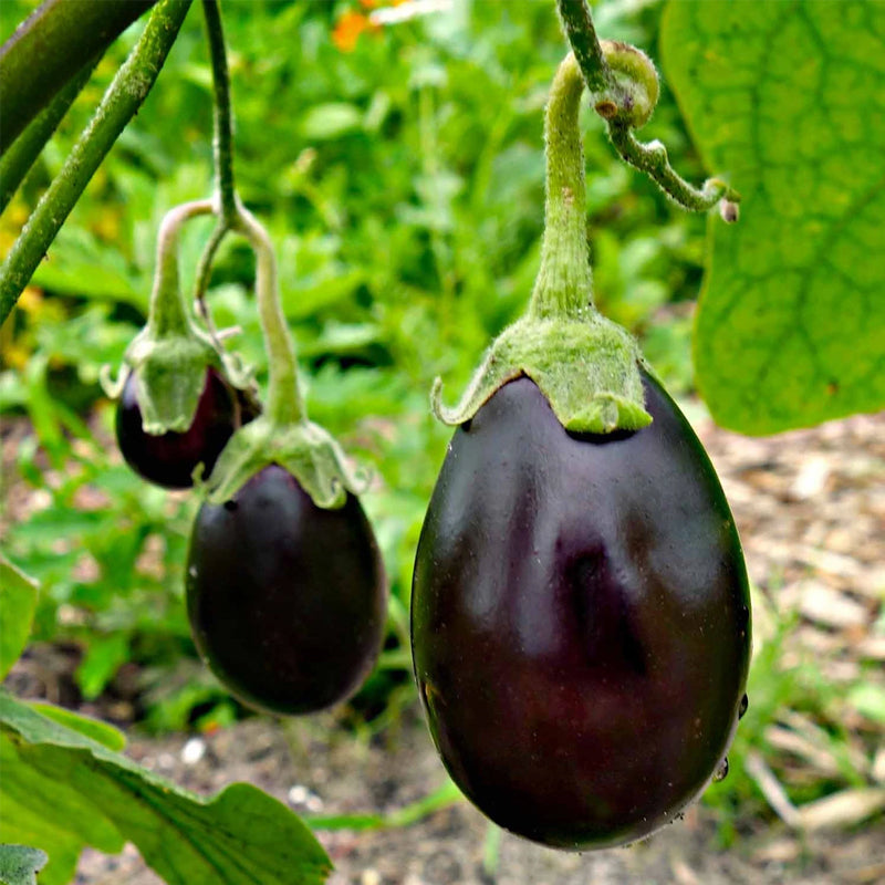Black Beauty Eggplant (Solanum melongena)