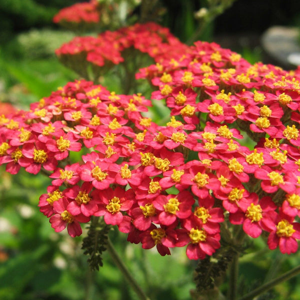 Achillea