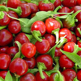 Large Red Cherry Pepper, HOT (Capsicum annuum)