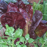 Super Red Romaine, Romaine Lettuce  (Lactuca sativa)