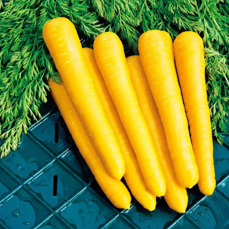 Eden Brothers Carrot Seeds (Organic) - Rainbow Blend Non-GMO Seeds Eden Brothers Carrot Seeds (Organic) - Rainbow Blend Non-GMO Seeds