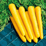 Solar Yellow Carrot (Daucus carota)