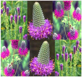 DALEA purpurea (Prairie Clover, Purple)