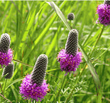 DALEA purpurea (Prairie Clover, Purple)