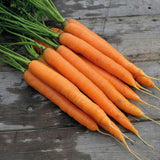 Amsterdam Carrot (Daucus carota)