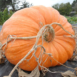 Dill's Atlantic Giant Pumpkin (Cucurbita maxima)