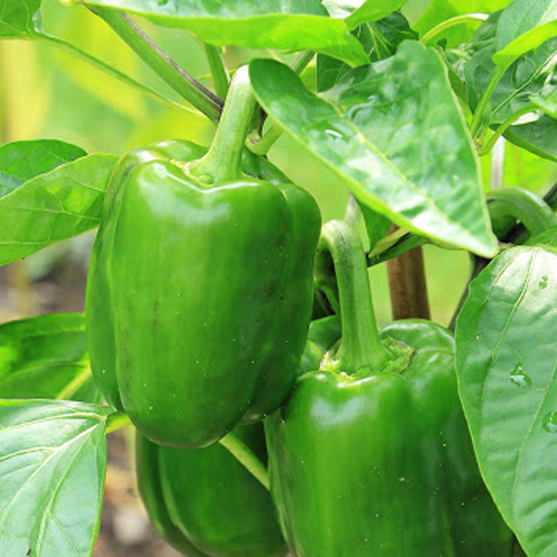 california wonder 300 tmr sweet pepper garden seeds California Wonder 300 TMR Pepper, SWEET (Capsicum annuum) 4 Grams (~500 Seeds)