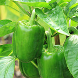 California Wonder 300 TMR Pepper, SWEET (Capsicum annuum)