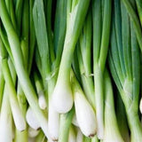 Tokyo Long Onion, Bunching (Allium fistulosum) - Japanese Scallions