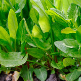 Sorrel, Large Leaf (Rumex acetosa)