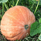 Dill's Atlantic Giant Pumpkin (Cucurbita maxima)