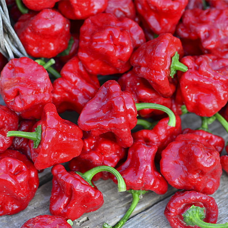 Jamaican Hot Red Pepper, HOT (Capsicum annuum)