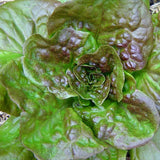 Bronze Mignonette, Butterhead Lettuce (Lactuca sativa)