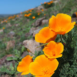 Honey Bee Flower Mix, Flower Seeds